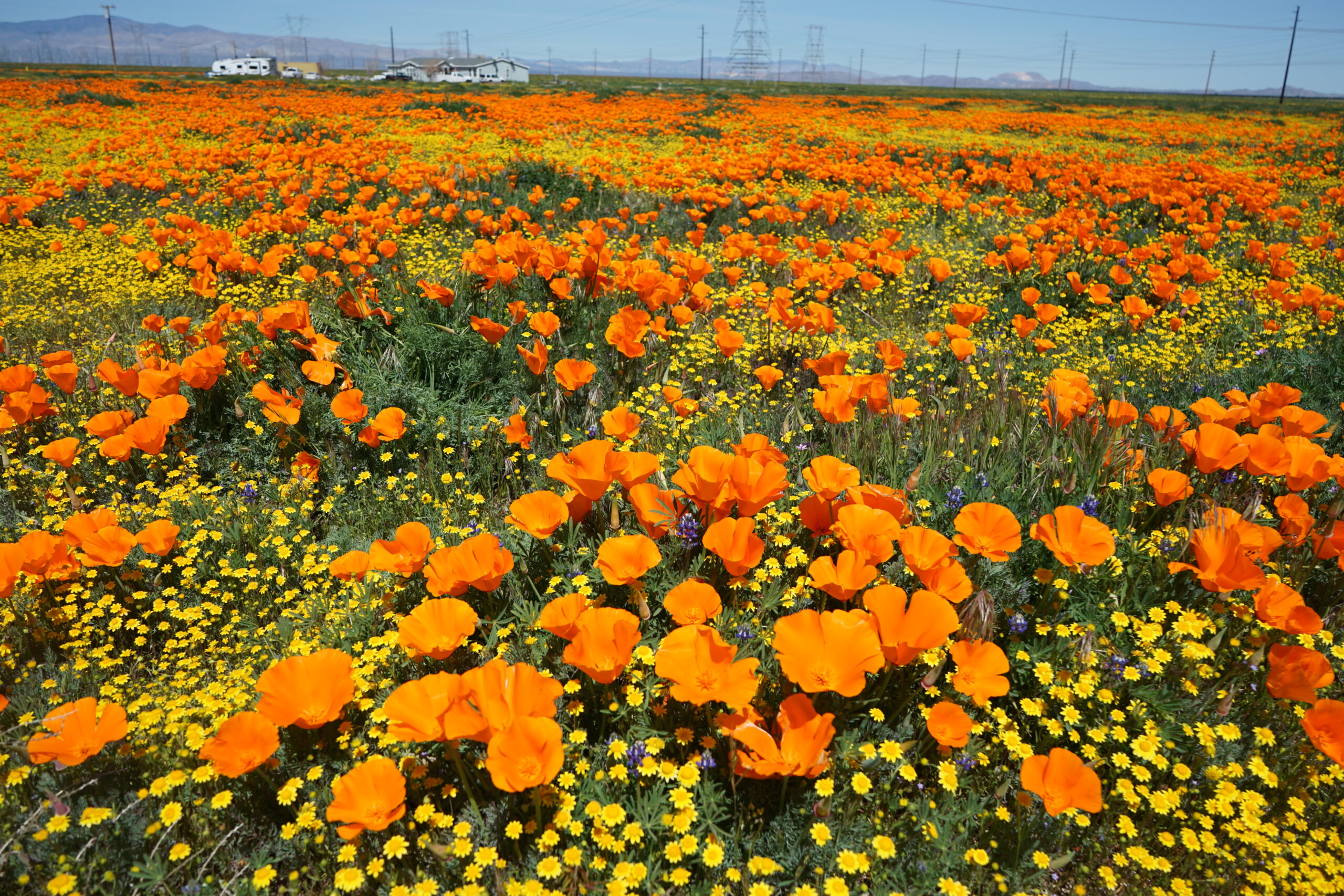 The 14 Best Places To See The California Wildflower Superbloom